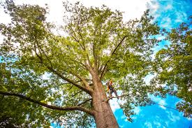 Best Hedge Trimming  in Delhi Hills, OH