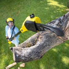 Best Commercial Tree Services  in Delhi Hills, OH