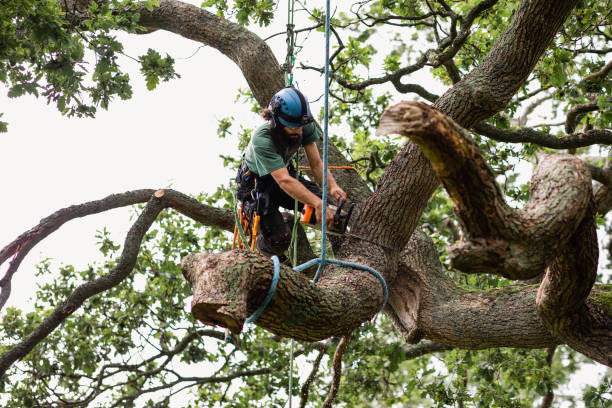 How Our Tree Care Process Works  in  Delhi Hills, OH